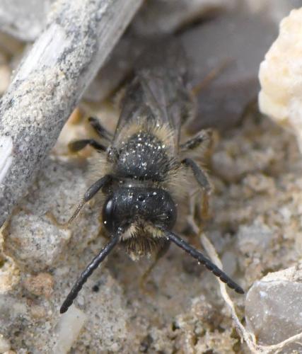 Andrena sp.